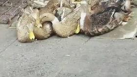 国产鸭子嘎嘎嘎视频,萌态十足的视频盛宴