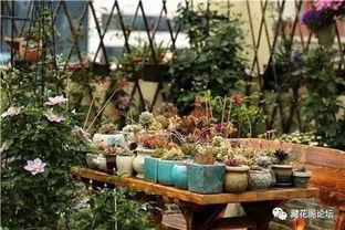 初久园艺视频在线观看国产,国产生态园艺视频盛宴