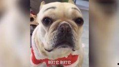 国产女训烈犬视频,勇敢无畏的守护者风采