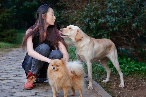 国产女训烈犬视频,勇敢无畏的守护者风采
