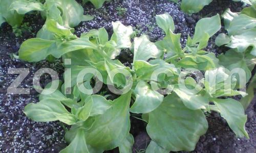 雪莲果中国产地视频