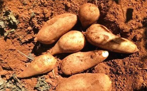 雪莲果中国产地视频