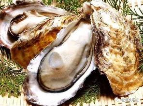 国产白砖生蚝好吃吗视频 第3张 国产白砖生蚝好吃吗视频 第3张