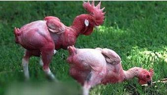 国产小鲜肉插鸡视频,揭秘网络短视频的诱惑与风险