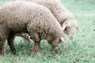 国产乌克兰小绵羊视频,探寻中乌友谊下的摩托车传奇