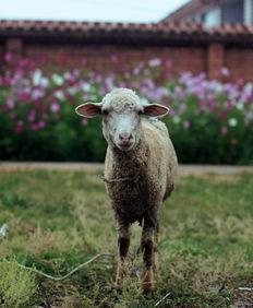 国产乌克兰小绵羊视频,探寻中乌友谊下的摩托车传奇  第2张