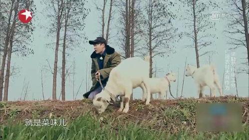 国产乌克兰小绵羊视频,探寻中乌友谊下的摩托车传奇  第3张