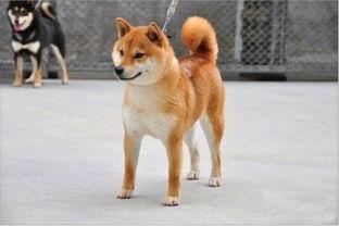 国产没有柴犬吗图片视频  第1张