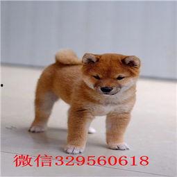 国产没有柴犬吗图片视频  第2张