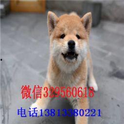 国产没有柴犬吗图片视频  第3张